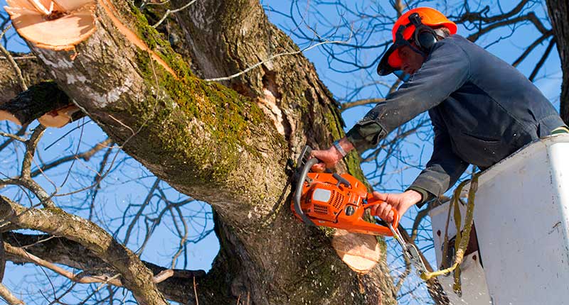 What Is The Best Time Of Year To Cut Back Trees?