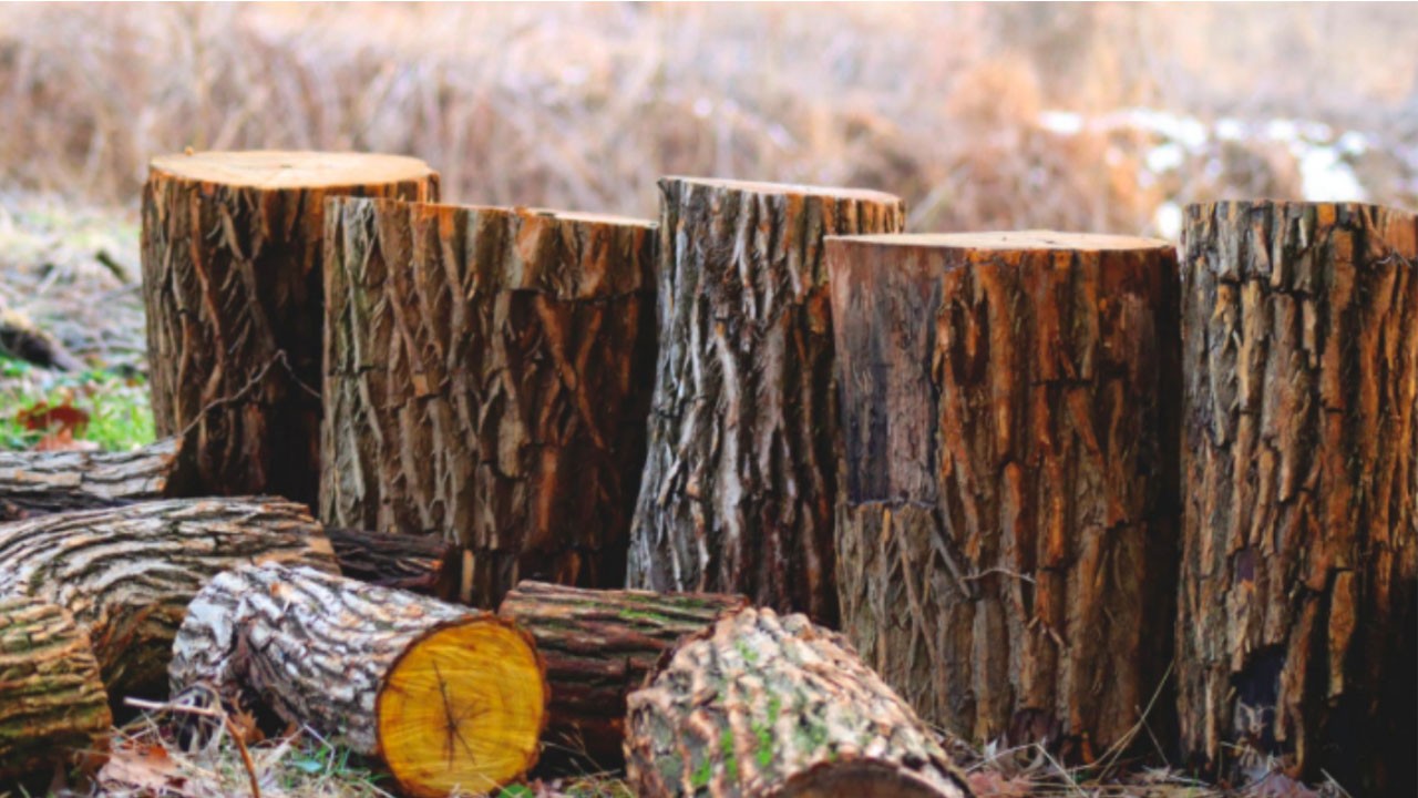 Why a Cheap Tree Lopping Service is a Bad Idea  B and R Tree Services