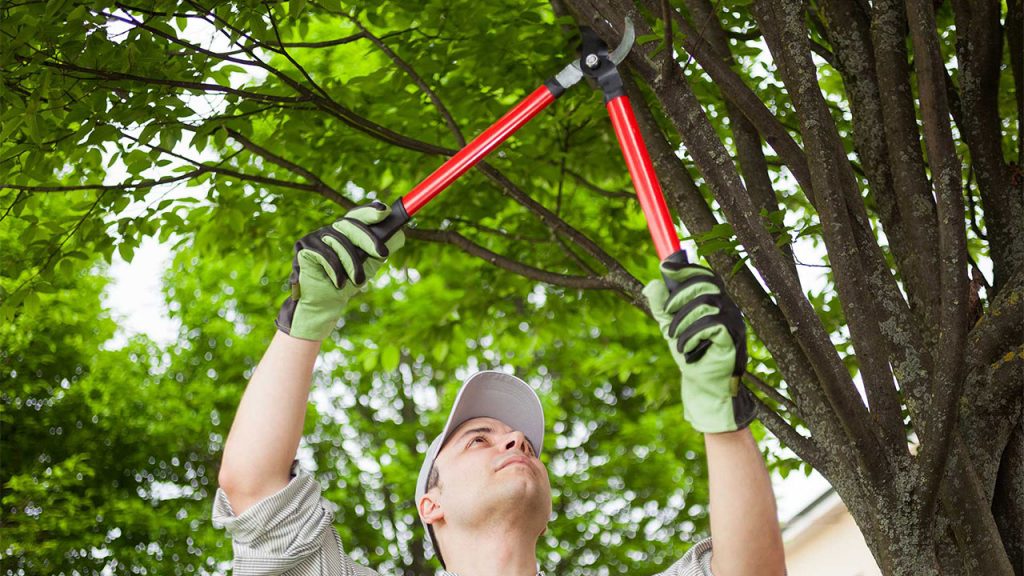 tree pruning