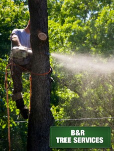 tree removal