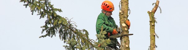 What We Do at Brisbane Tree Removal