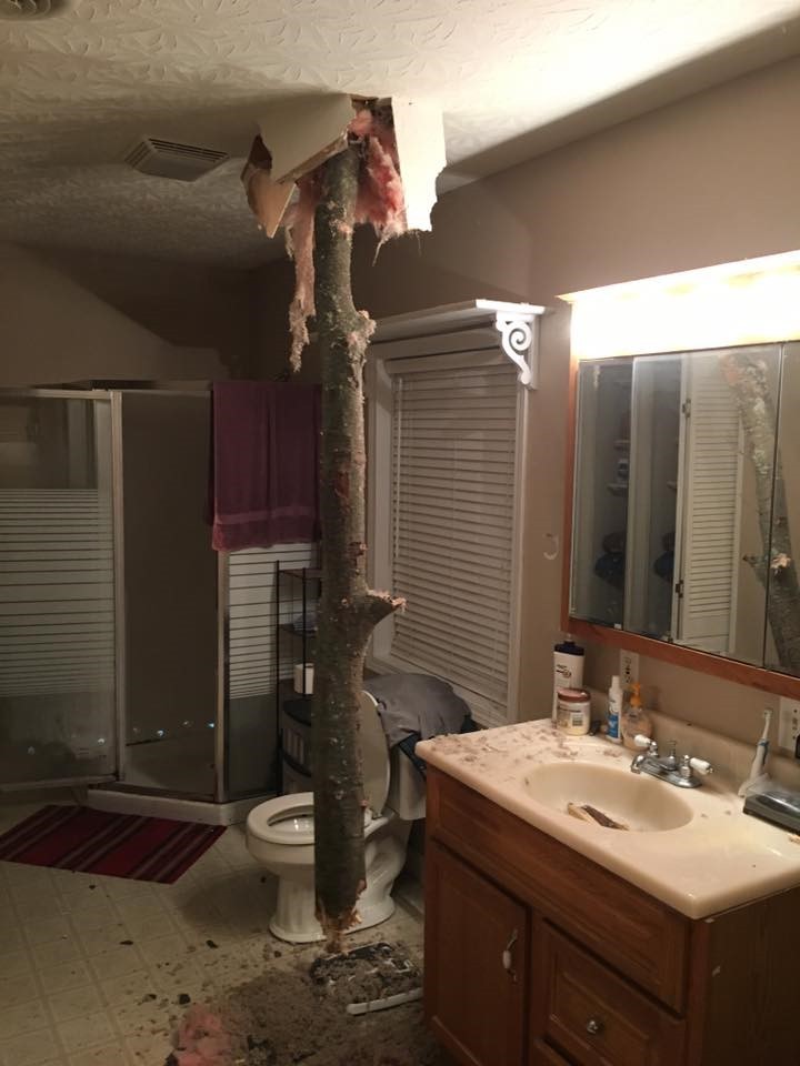 tree piercing a bathroom ceiling