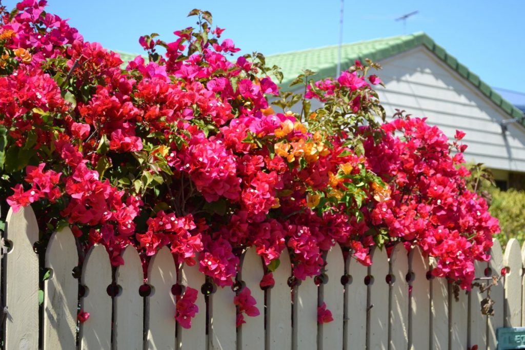 bougainvillea plant