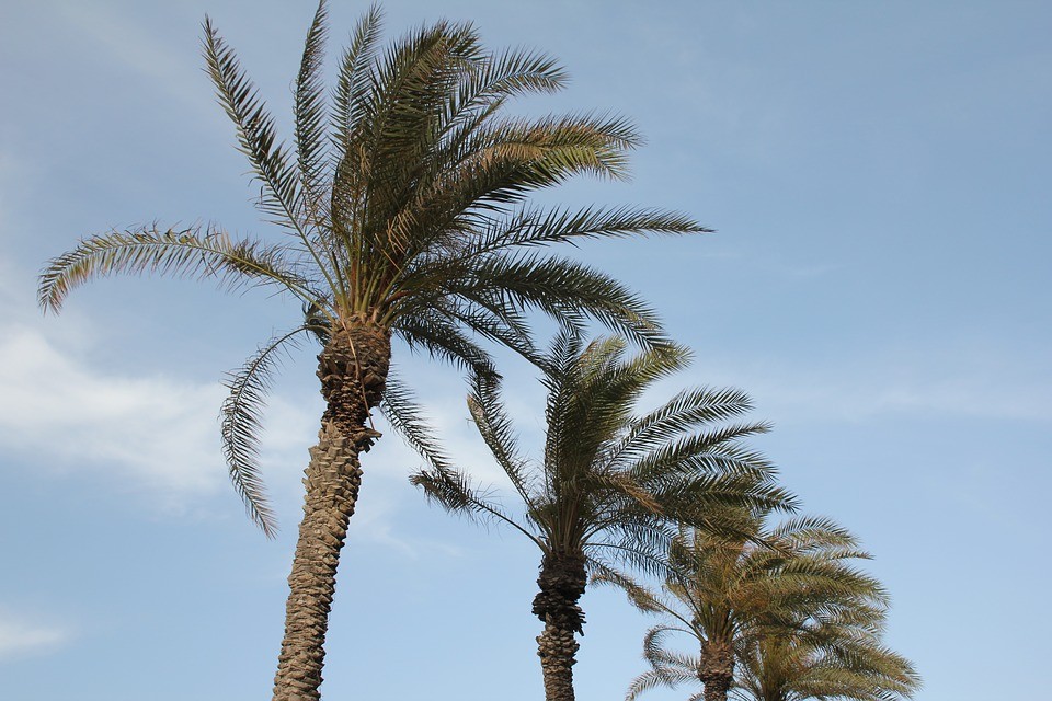 palm trees