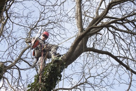 tree-pruning-services