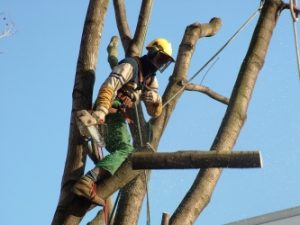 high up a tree pruning