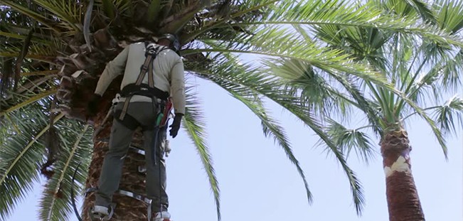 man in a Palm tree removing branches