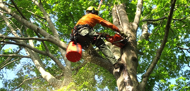 Tree Lopping brisbane north