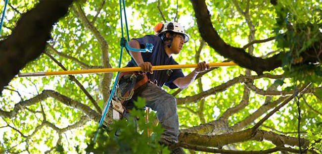 man pruning a tree