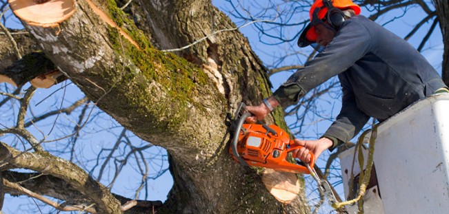 Tree Removal with chainsaw