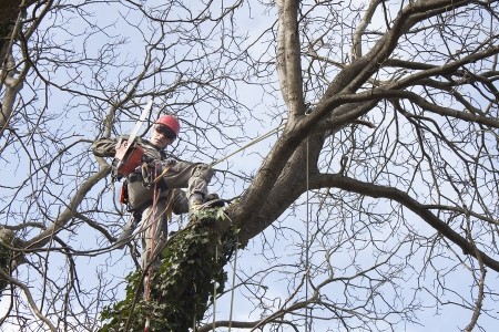 pruning-tree copy